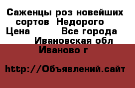 Саженцы роз новейших сортов. Недорого. › Цена ­ 350 - Все города  »    . Ивановская обл.,Иваново г.